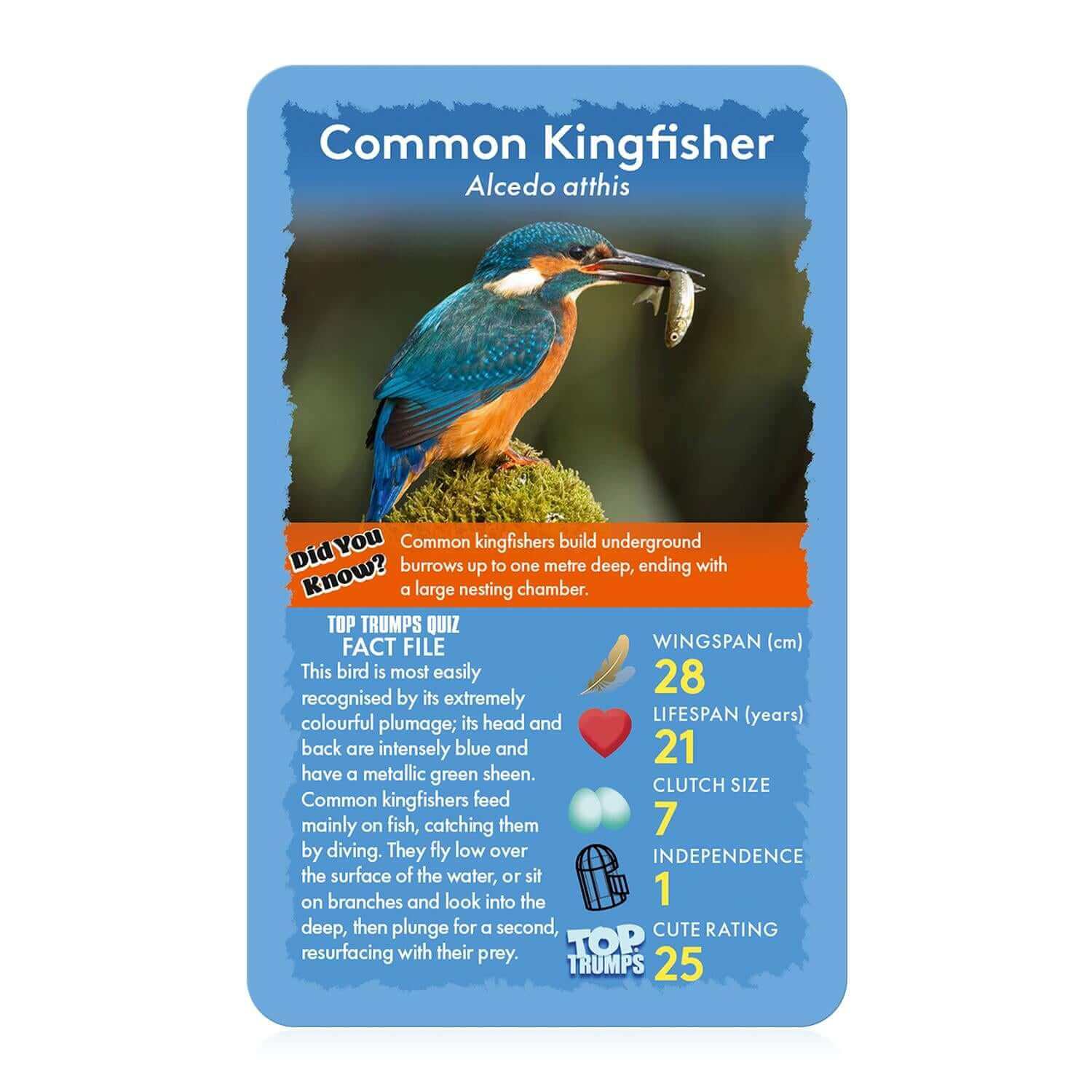 Birds Top Trumps Card Game | Winning Moves UK